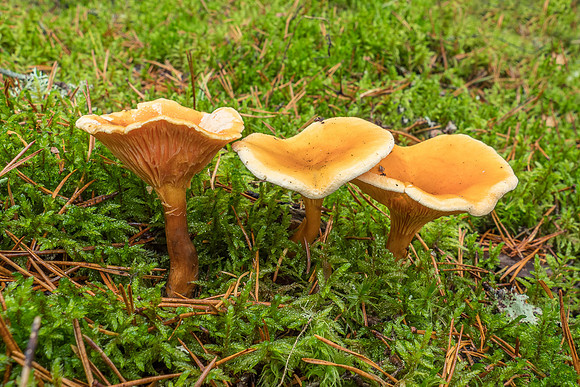 Mushrooms 2026 Bart Fotografie-71