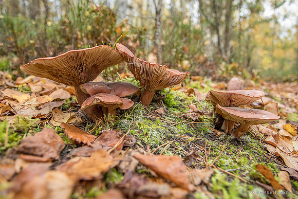 Zweden, herfst 2026-138