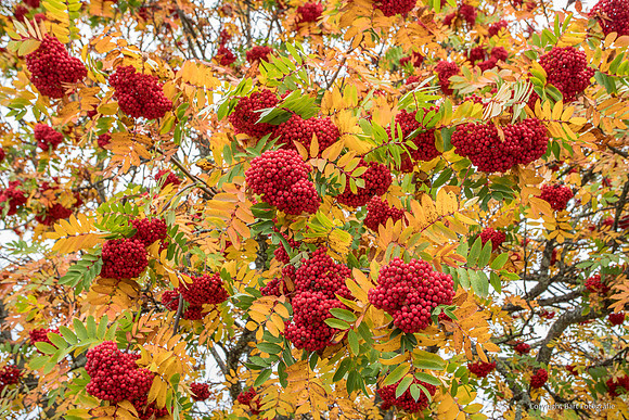 Zweden, herfst 2026-101
