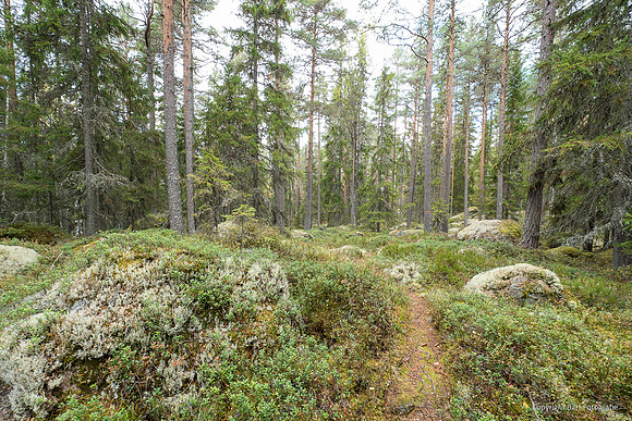 Zweden, herfst 2026-063