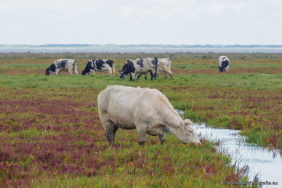 Friesland september 2020 Bart Fotografie-116