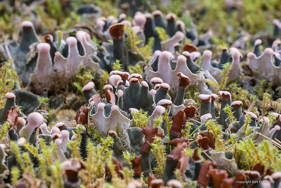Zweden, herfst 2026-088