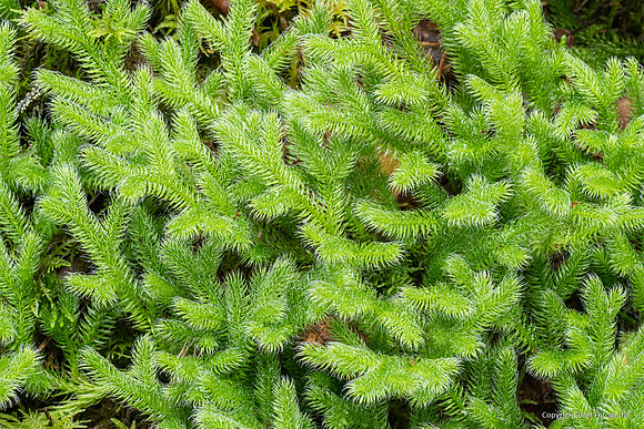 Zweden, herfst 2026-090