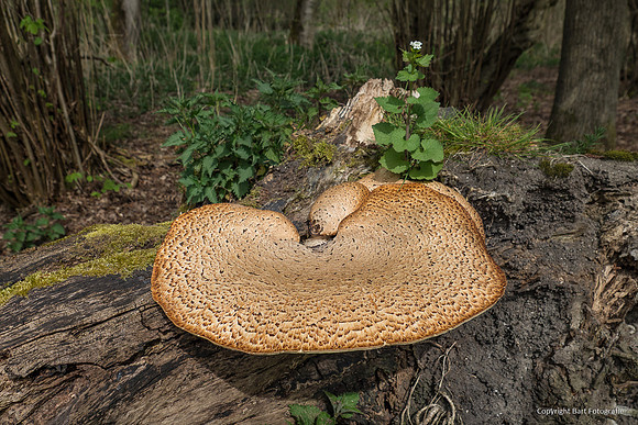 Mushrooms 2026 Bart Fotografie-12