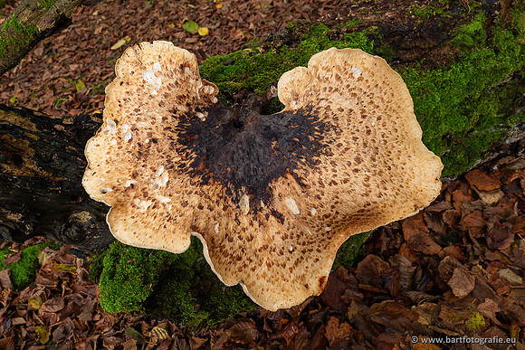 Paddenstoelen 2024-098