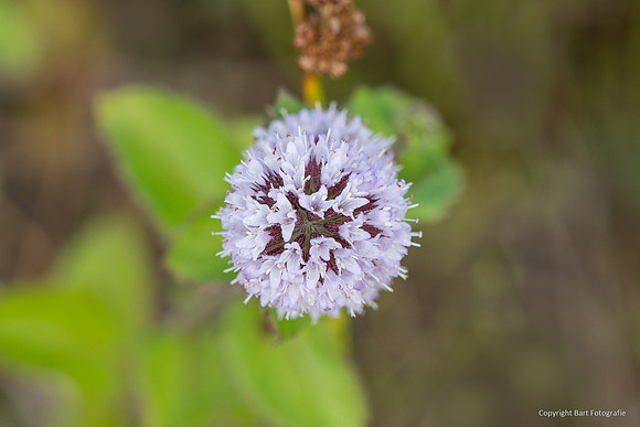 Bloemen en Planten Bart Fotografie-1546