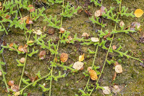 Zweden, herfst 2026-089