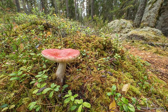 Mushrooms 2026 Bart Fotografie-24