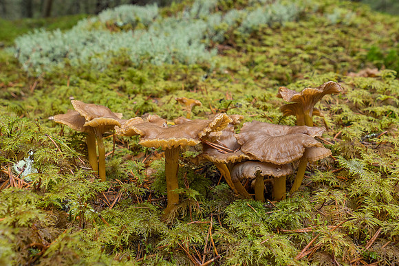 Mushrooms 2026 Bart Fotografie-56