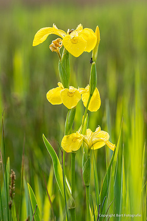 Bloemen en Planten Bart Fotografie-1539