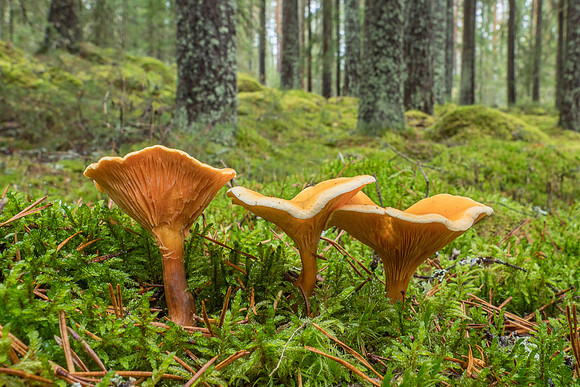 Mushrooms 2026 Bart Fotografie-70