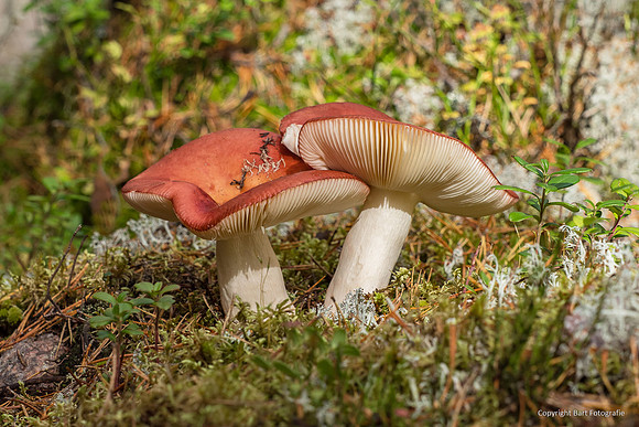 Zweden, herfst 2026-119