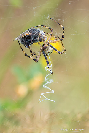 Spinnen, Bart Fotografie-281