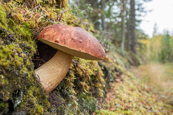 Mushrooms 2026 Bart Fotografie-69