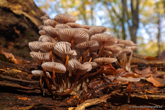 Paddenstoelen 2024-057