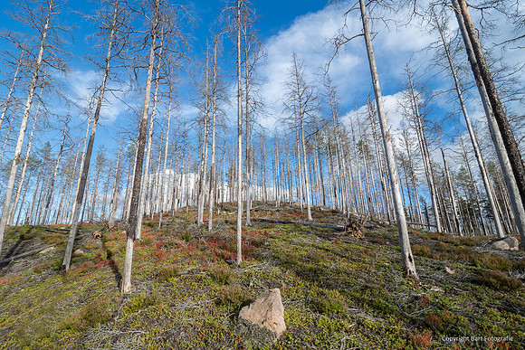 Zweden, herfst 2026-058