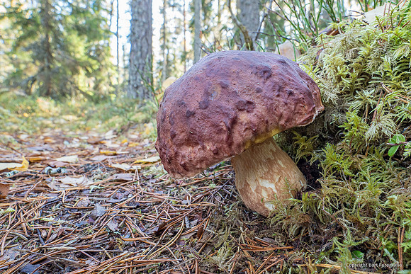 Mushrooms 2026 Bart Fotografie-62