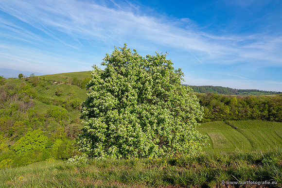 Kaiserstuhl, Duitsland, mei 2023, Bart Fotografie-047