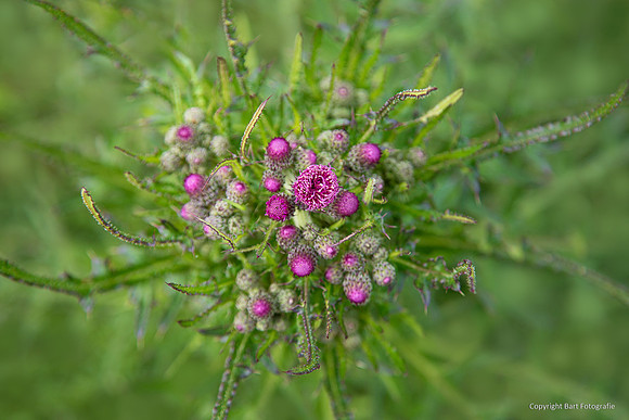 Bloemen en Planten Bart Fotografie-1506