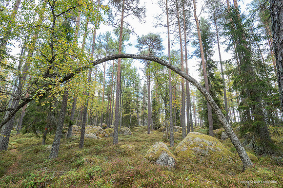 Zweden, herfst 2026-064