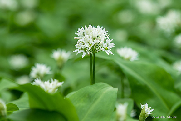 Bloemen en Planten Bart Fotografie-1517