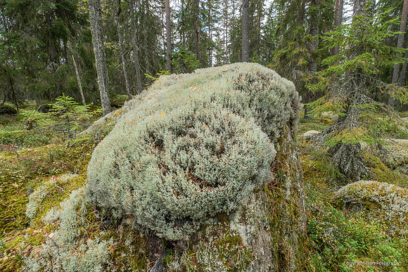 Zweden, herfst 2026-073