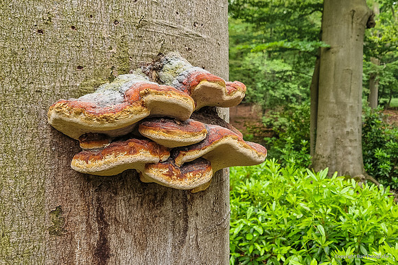 Mushrooms 2026 Bart Fotografie-03