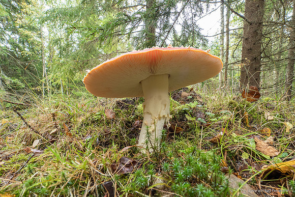 Zweden, herfst 2026-107