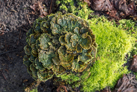 Mushrooms 2026 Bart Fotografie-07