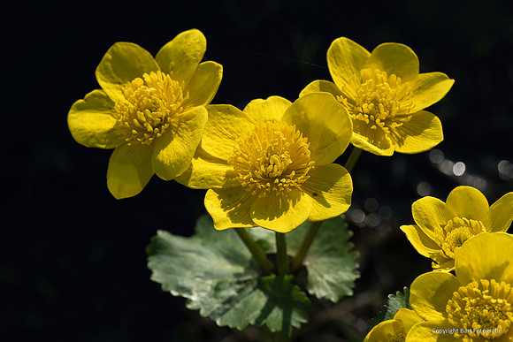 Bloemen en Planten Bart Fotografie-1508