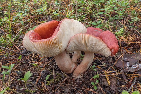Mushrooms 2026 Bart Fotografie-31