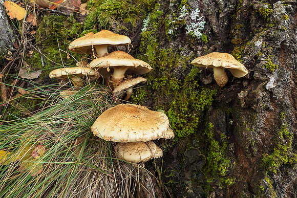Mushrooms 2026 Bart Fotografie-61