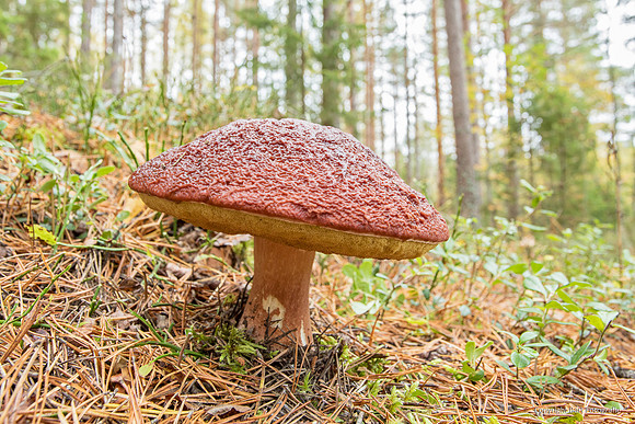 Zweden, herfst 2026-132