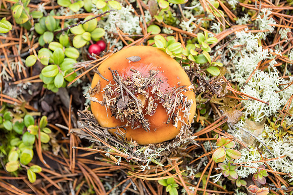 Zweden, herfst 2026-143