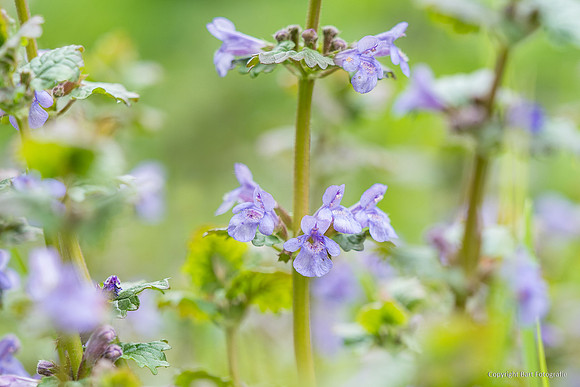 Bloemen en Planten Bart Fotografie-1518