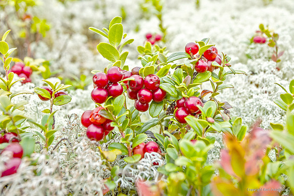 Zweden, herfst 2026-097