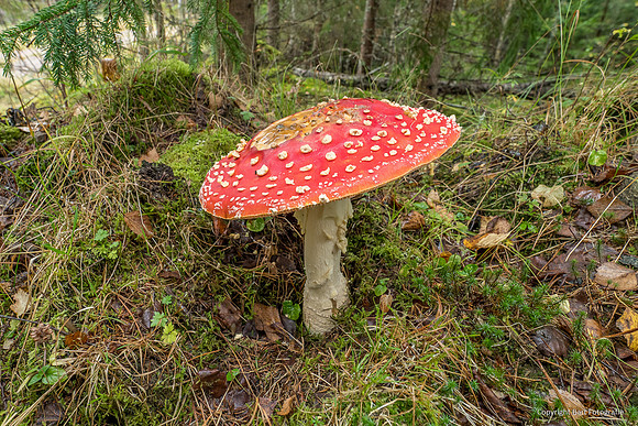 Mushrooms 2026 Bart Fotografie-41