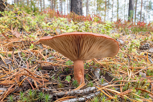 Mushrooms 2026 Bart Fotografie-23