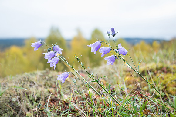 Zweden, herfst 2026-100