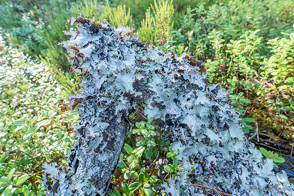 Zweden, herfst 2026-084