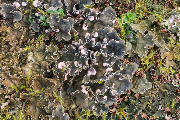 Zweden, herfst 2026-087