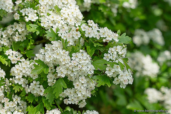 Bloemen en Planten Bart Fotografie-1391