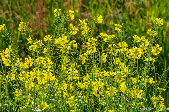 Bloemen en Planten Bart Fotografie-1528