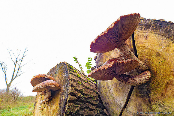 Paddenstoelen 2024-114