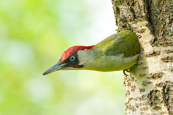 Groene Specht; green woodpecker; (picus viridis)