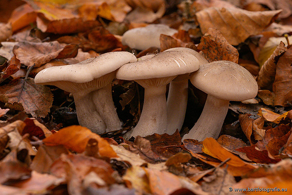 Paddenstoelen 2024-120