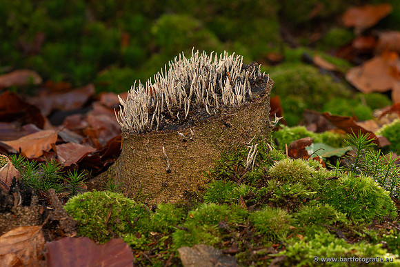 Paddenstoelen 2024-085