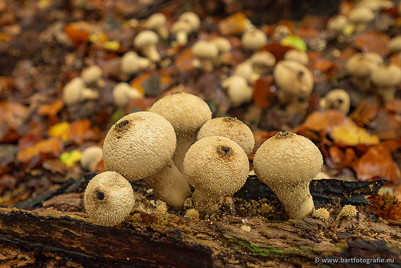 Paddenstoelen 2024-042
