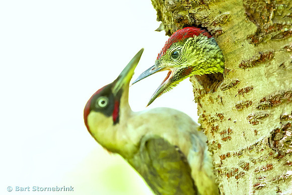 Groene Specht; green woodpecker; (picus viridis)