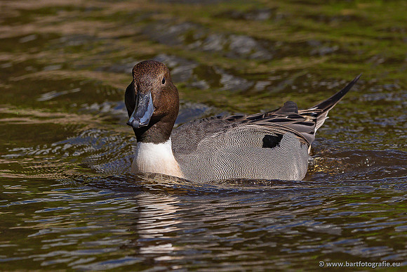 Exoten, Bart Fotografie-139
